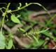 Amaranthus tuberculatus