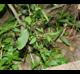 Amaranthus tuberculatus