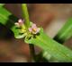 Ammannia coccinea