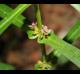 Ammannia coccinea