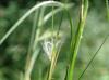 Andropogon virginicus