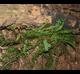 Asplenium platyneuron