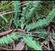 Asplenium platyneuron