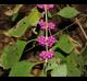 Callicarpa americana