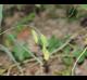 Chasmanthium latifolium