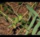 Chasmanthium latifolium