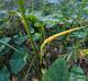 Colocasia esculenta