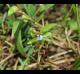 Commelina diffusa