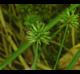 Cyperus croceus