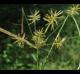 Cyperus strigosus