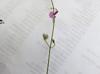 Desmodium laevigatum