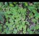 Dichondra carolinensis