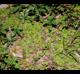 Dichondra carolinensis