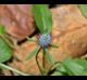 Eryngium prostratum