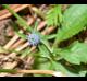 Eryngium prostratum