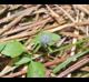 Eryngium prostratum