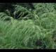 Eupatorium capillifolium