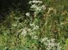 Eupatorium serotinum