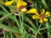 Helenium flexuosum