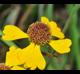 Helenium flexuosum