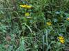 Helianthus angustifolius