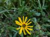 Helianthus angustifolius