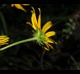 Helianthus angustifolius