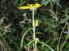 Helianthus angustifolius