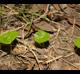 Hydrocotyle verticillata