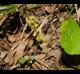 Hydrocotyle verticillata