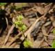 Hydrocotyle verticillata