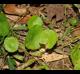 Hydrocotyle verticillata