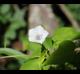 Ipomoea lacunosa