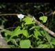 Ipomoea lacunosa