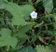 Ipomoea lacunosa