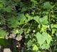 Ipomoea lacunosa