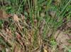 Juncus coriaceus