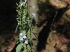 Lobelia puberula