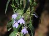 Lobelia puberula