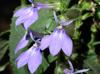 Lobelia puberula