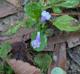 Mazus pumilus