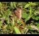 Persicaria longiseta