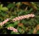 Persicaria longiseta