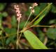 Persicaria longiseta