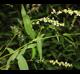 Persicaria punctata