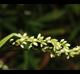 Persicaria punctata