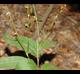 Persicaria virginiana