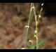 Persicaria virginiana