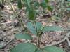 Persicaria virginiana