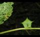 Physalis cordata